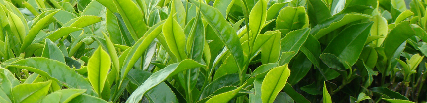 l-theanine green tea