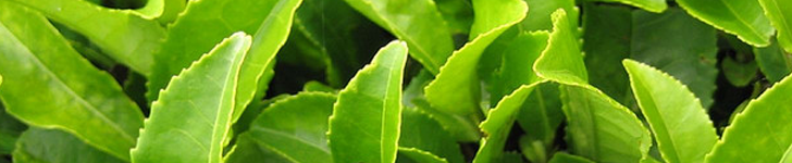 l-theanine supplement