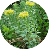 rhodiola rosea