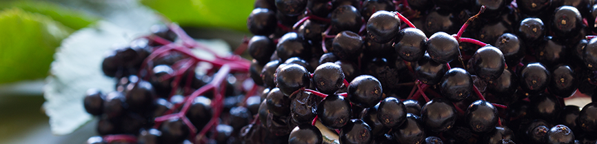 Elderberry Immune